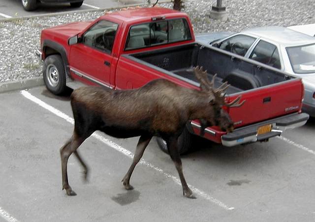 Moose in natural environment (my parking lot)
