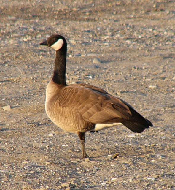 Canada Goose behind the local Wal*Mart