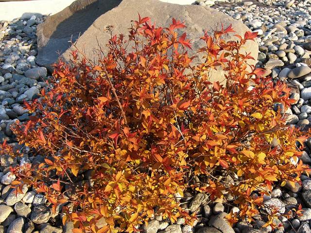 A local plant shows a great mix of autumnal colorations, but it isn't fall.