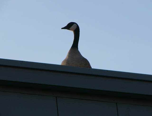 A Canada Goose keeps a wary eye on me from the top of a building