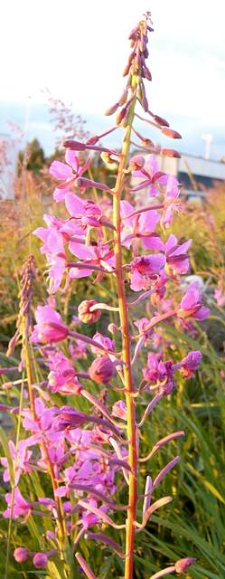 Fireweed at sunset