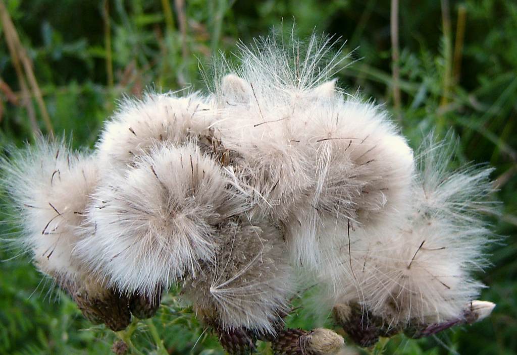 Weed gone to seed