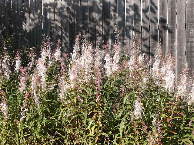 More fireweed
