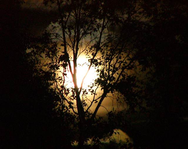 The nearly full moon shines through some trees