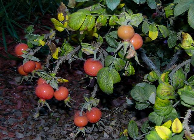 These might be rosehips.