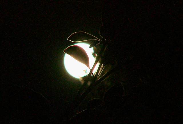 Full moon and leaves