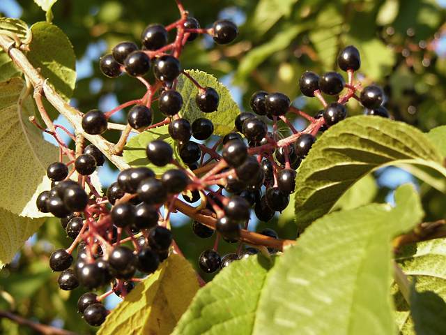 Close up on the berries.