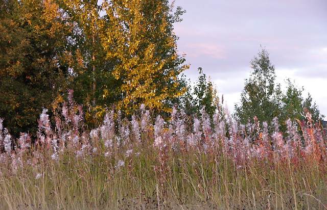Fireweed in the fading light