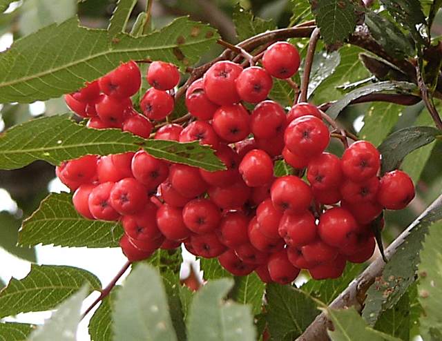 And one last shot of mountain ash berries.