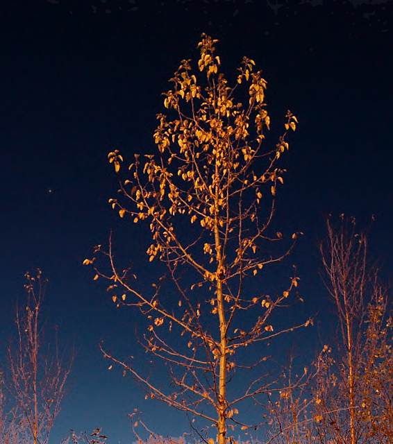 Tree at night