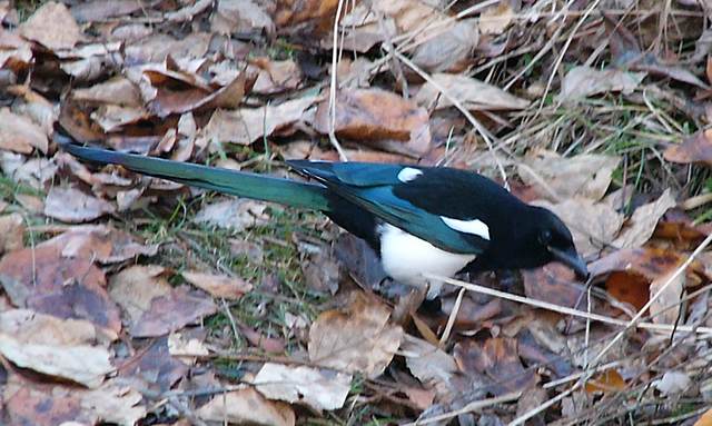 Magpie in the leaves
