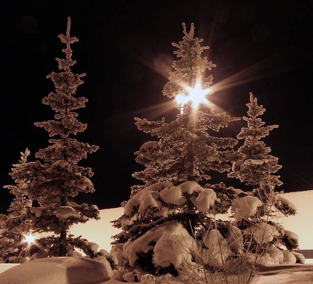 Snow-laden trees at night.