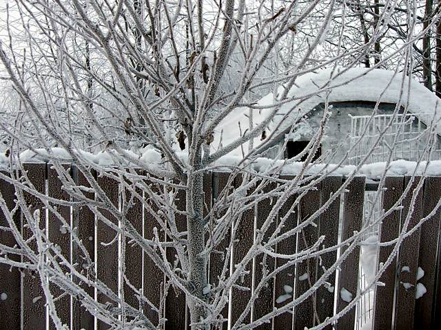 Hoar frost on tree and fence