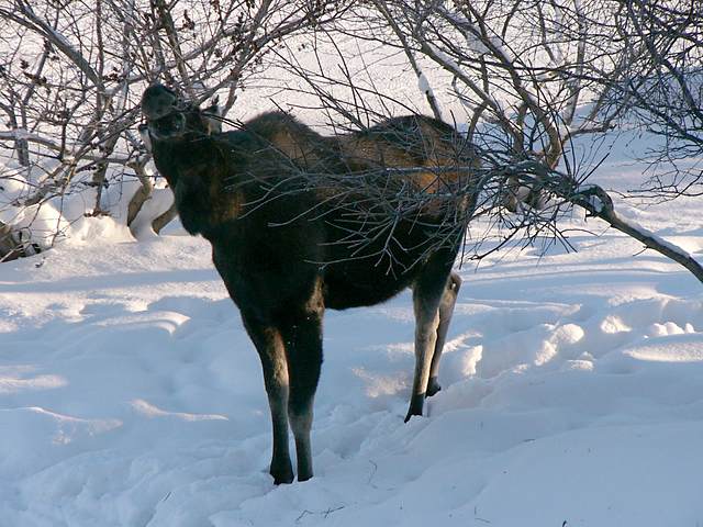 The same moose, better exposure.