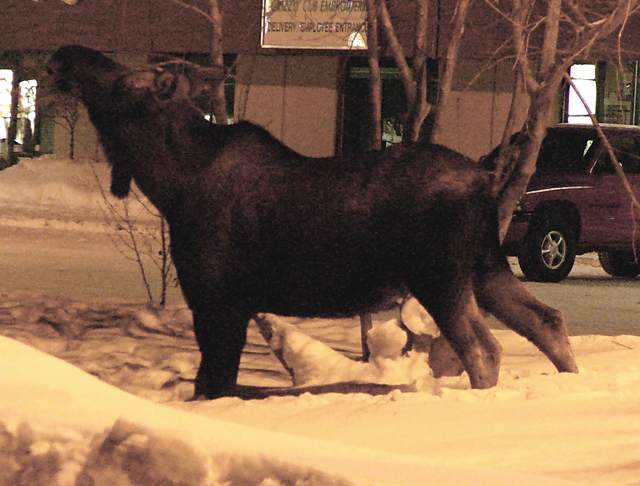 Moose at night