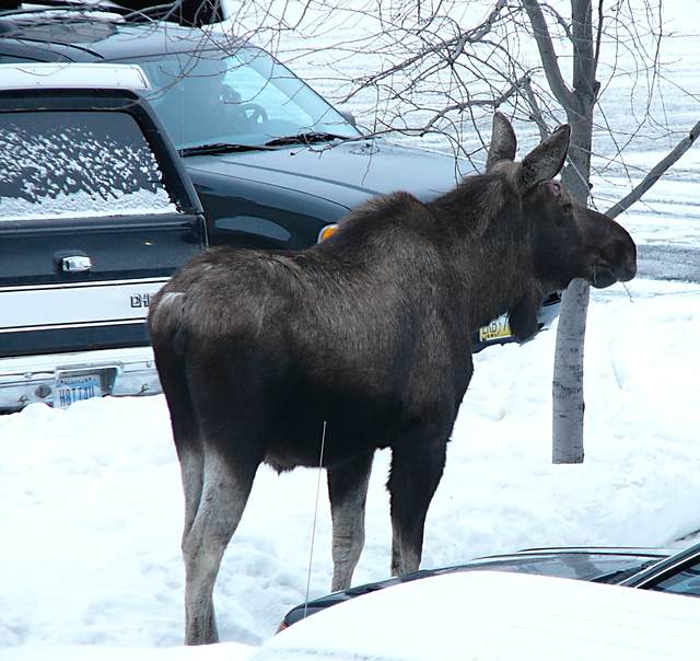 Moose in my parking lot.