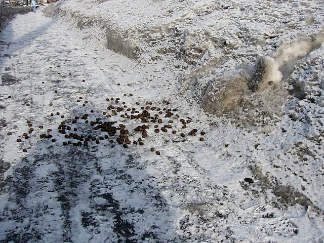 A common late-winter walking hazard.
