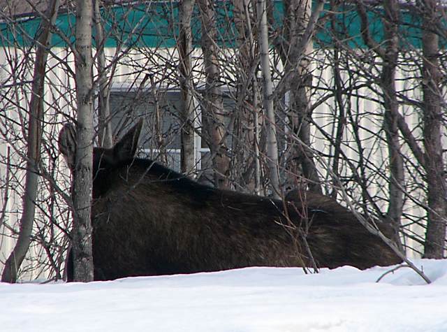 Sleeping moose
