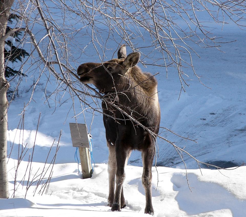 Moose chowing down, from my balcony (1 of 10)