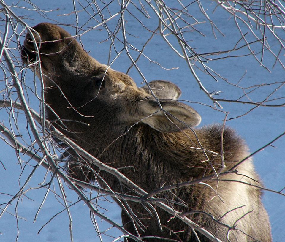 Moose chowing down, from my balcony (2 of 10)