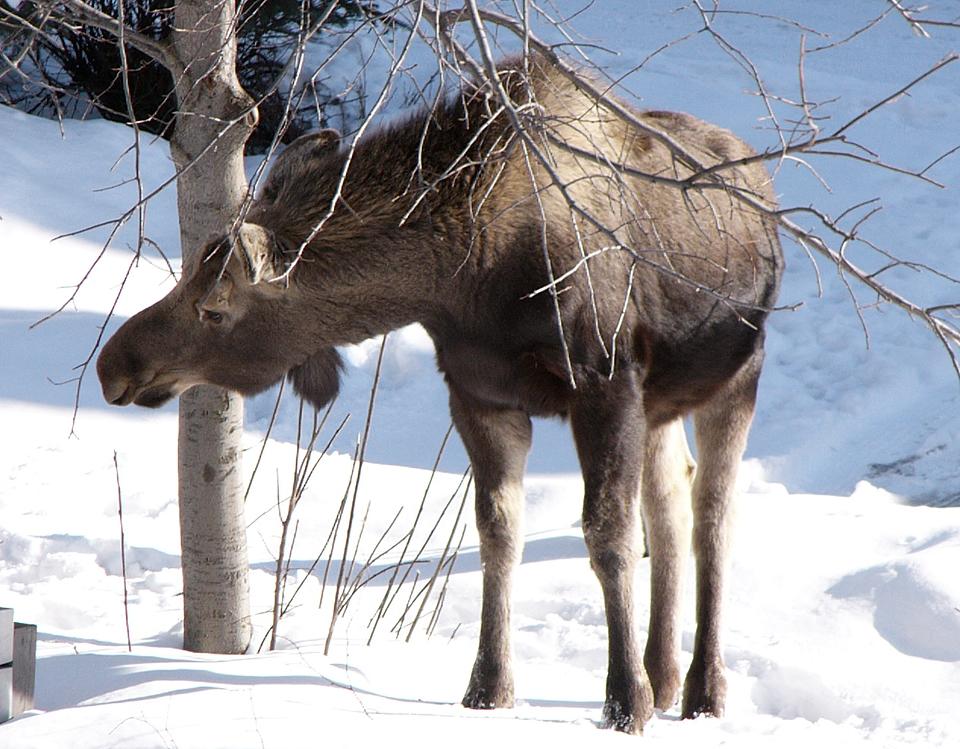 Moose chowing down, from my balcony (4 of 10)