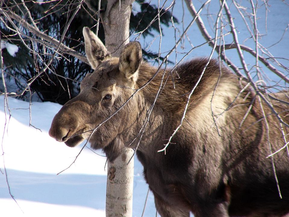 Moose chowing down, from my balcony (6 of 10)
