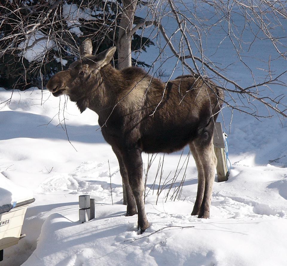 Moose chowing down, from my balcony (7 of 10)