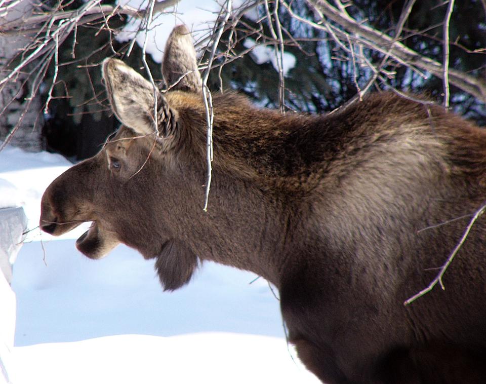 Moose chowing down, from my balcony (8 of 10)
