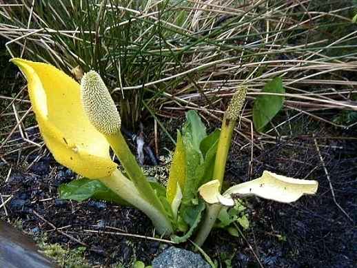 Skunk Cabbage