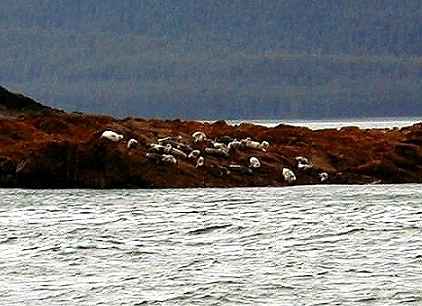 Seals