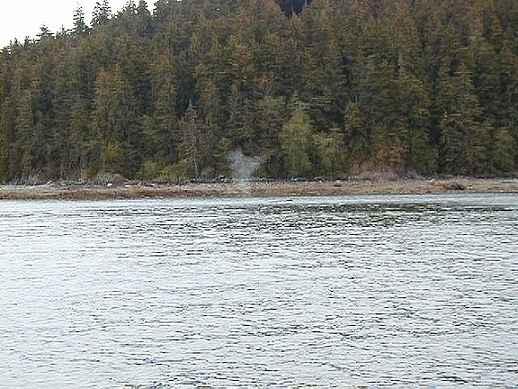 Humpback Wahle Spout