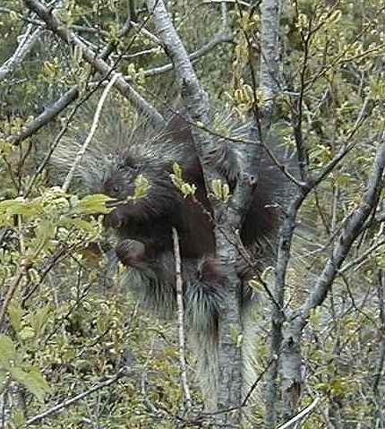 Porcupine