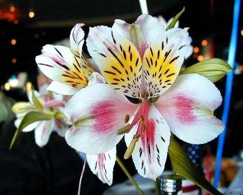 Dining Room Flowers