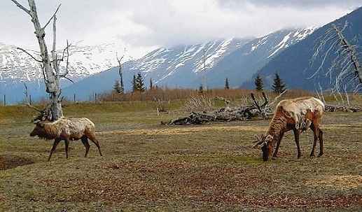 Reindeer