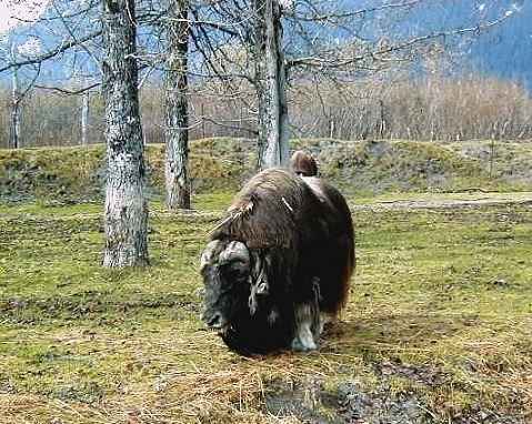 Musk Ox