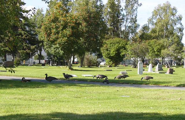 Canada geese make their summer home in the cemetery - they make an incredible mess.