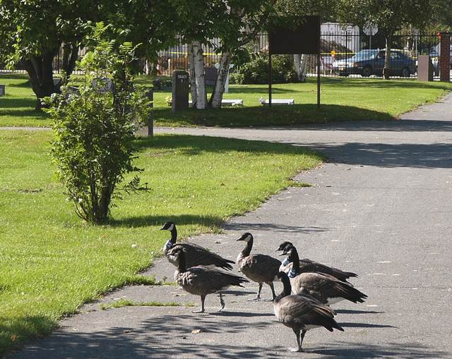 More Canada geese.