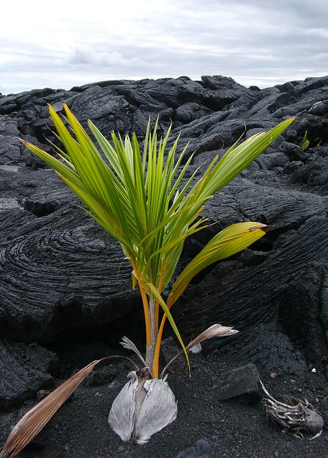 Young palm trees growing out of lava bed