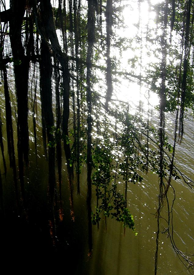 Banyan vines reach for the river