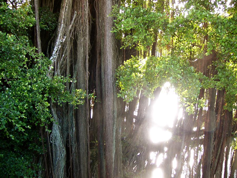 Banyan vines reach for the river