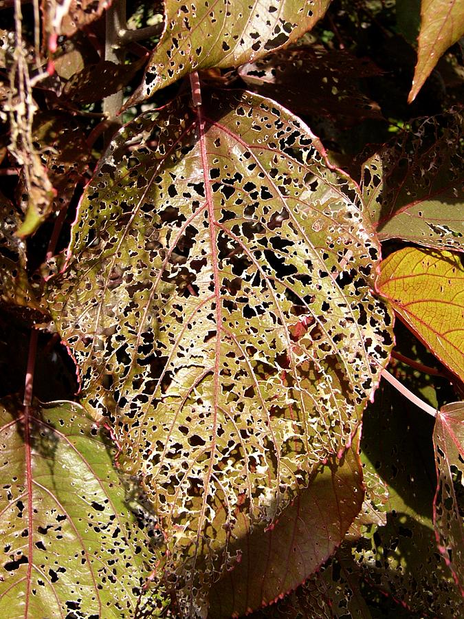 Decaying leaves