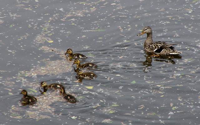 Momma duck is busy watching her 6 offspring