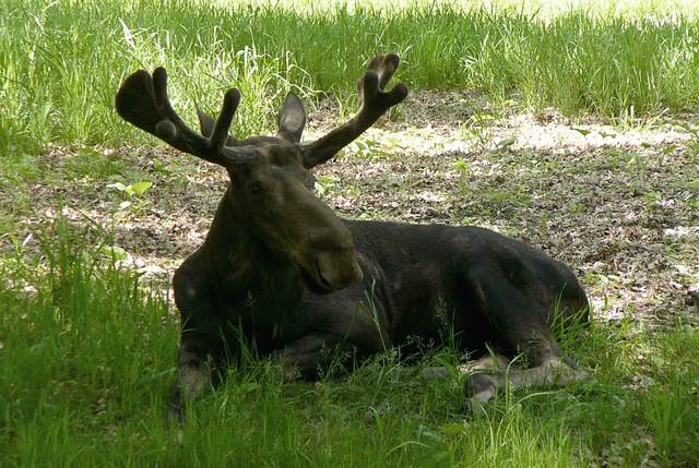 Moose - Another Alaskan in Minnesota