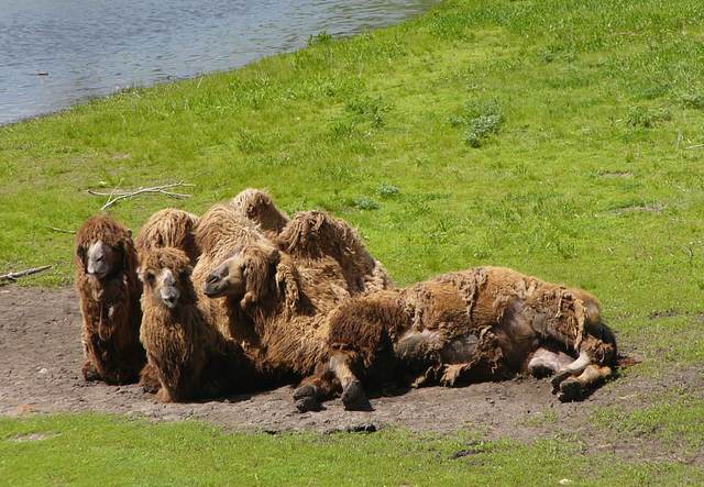 Bactrian (two-humped) camels plotting their escape