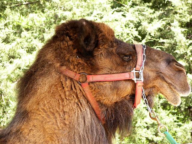 Bactrian Camel - this one is used to give rides to kids
