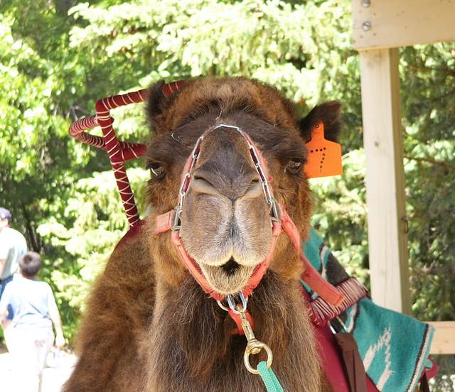 Bactrian Camel - a different view