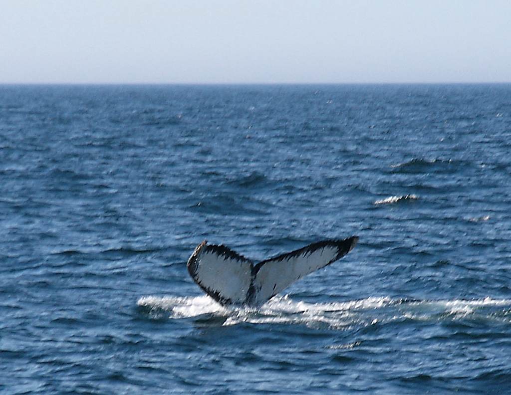Humpback whale