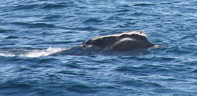 Right whale head