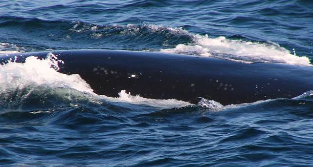 Close pass of the right whale