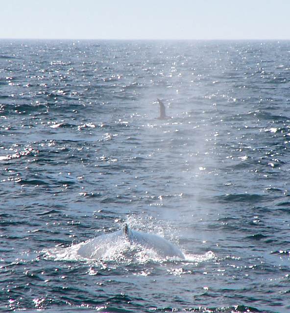 Humpback whale and great shearwater